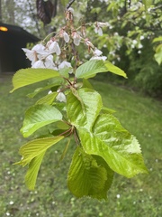 Prunus avium