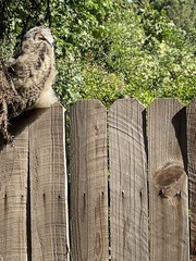 Bubo virginianus