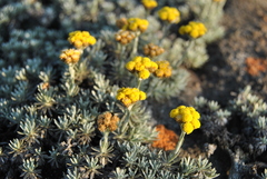 Helichrysum galpinii
