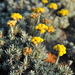 Helichrysum galpinii - Photo (c) Charles Hopkins, some rights reserved (CC BY-NC), uploaded by Charles Hopkins