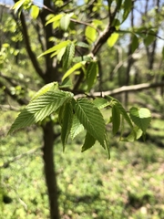 Carpinus caroliniana