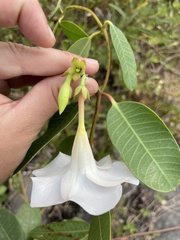 Rhabdadenia biflora