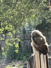 Bubo virginianus