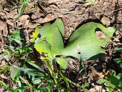 Ledebouria ovatifolia