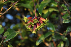 Peddiea africana
