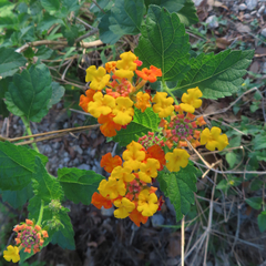 Lantana × strigocamara