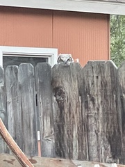 Bubo virginianus