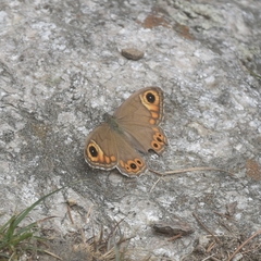 Lasiommata schakra