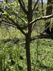 Carpinus caroliniana