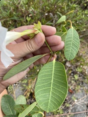 Rhabdadenia biflora