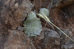 Rosularia