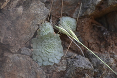 Rosularia