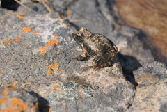 Tomopterna natalensis