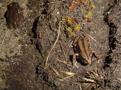 Kassina senegalensis