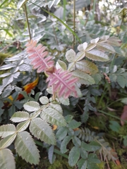 Weinmannia pubescens