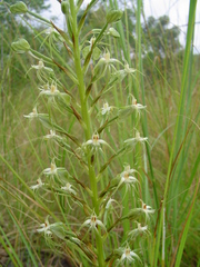 Habenaria nyikana