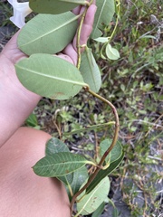 Rhabdadenia biflora