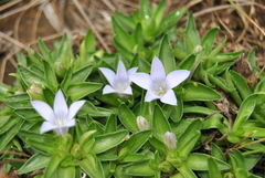 Craterocapsa tarsodes