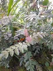 Weinmannia pubescens