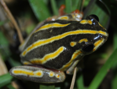 Hyperolius marmoratus taeniatus