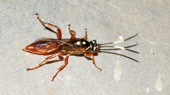Cratichneumon w-album