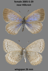 Celastrina asheri