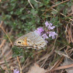 Lasiommata schakra