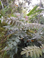 Weinmannia pubescens