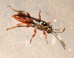 Cratichneumon w-album