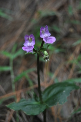 Disperis virginalis