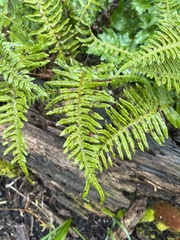 Polypodium glycyrrhiza