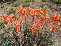Aloe chortolirioides