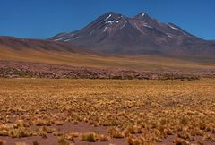Festuca chrysophylla