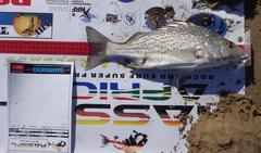Pomadasys commersonnii