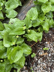 Maianthemum dilatatum