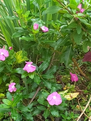 Catharanthus roseus
