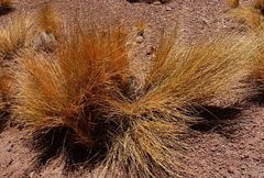 Festuca chrysophylla