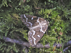 Caripeta divisata