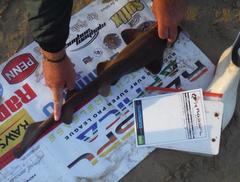 Haploblepharus fuscus