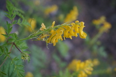 Corydalis speciosa
