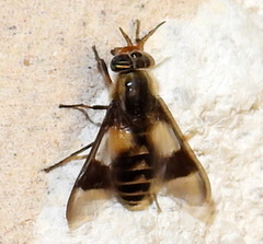Chrysops callidus