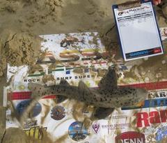 Triakis megalopterus