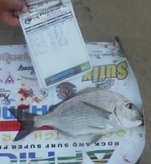 Sparodon durbanensis