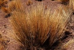 Festuca chrysophylla