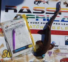 Haploblepharus fuscus