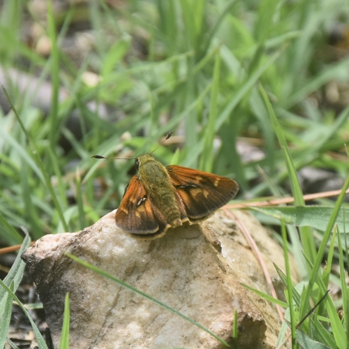 Himalayan Darter