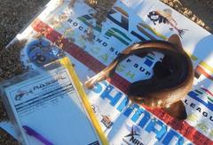 Haploblepharus fuscus