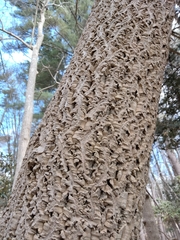 Phellodendron