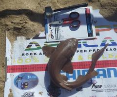 Haploblepharus fuscus