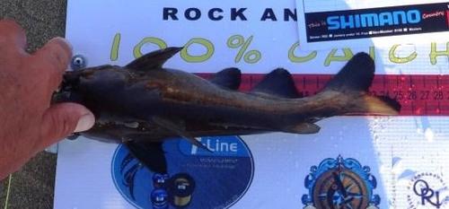 Black sea catfish (Galeichthys ater) — Ariidae — 3